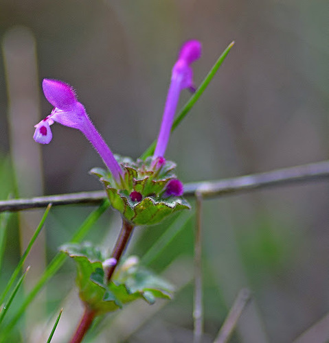 Lamium amplexicaule (henbit deadnettle)