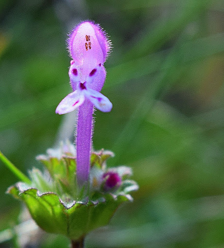 Lamium amplexicaule (henbit deadnettle)