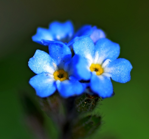 Myosotis ramosissima (Early Forget-me-not)