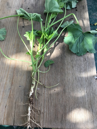 Malva parviflora (cheeseweed mallow) (alternate view 4)