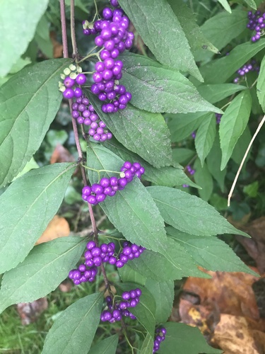 Callicarpa dichotoma (Purple Beautyberry) (alternate view 4)
