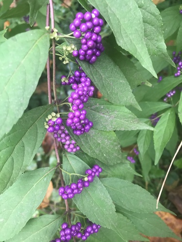Callicarpa dichotoma (Purple Beautyberry) (alternate view 5)