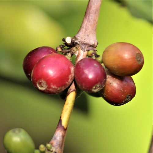 Coffea arabica (Coffee Plant)