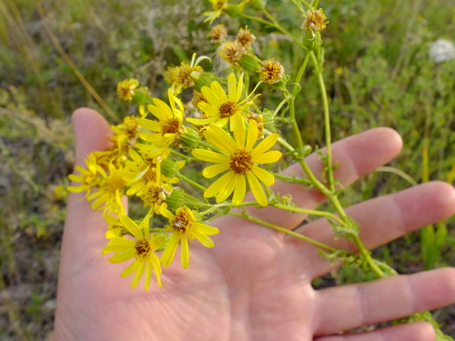 Jacobaea erucifolia (Hoary Ragwort)
