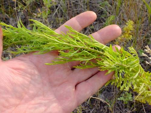 Jacobaea erucifolia (Hoary Ragwort)