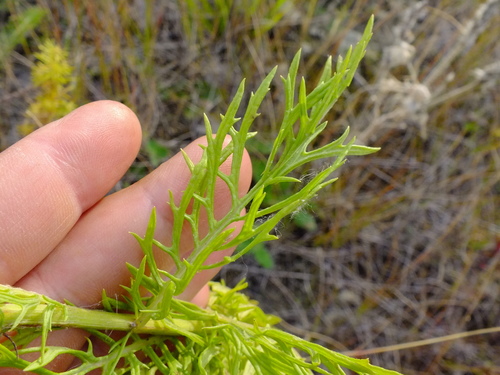 Jacobaea erucifolia (Hoary Ragwort)