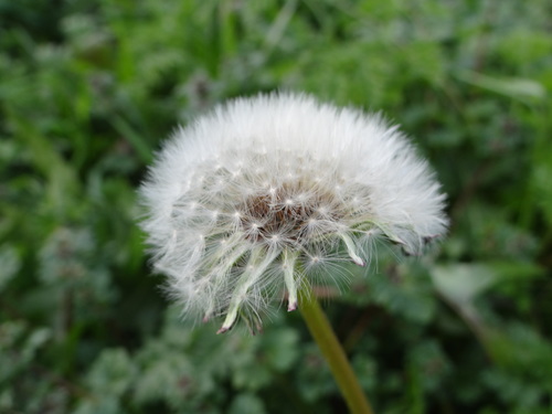 Taraxacum erythrospermum (red-seeded dandelion) (alternate view 5)