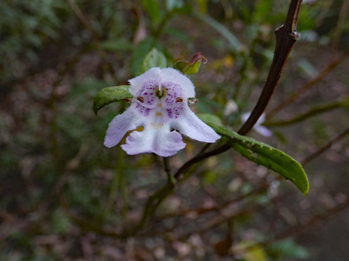 Prostanthera lasianthos (Christmas Bush) (alternate view 5)