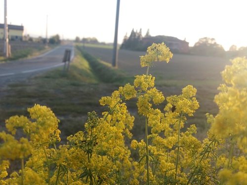 Galium verum (Lady's Bedstraw)