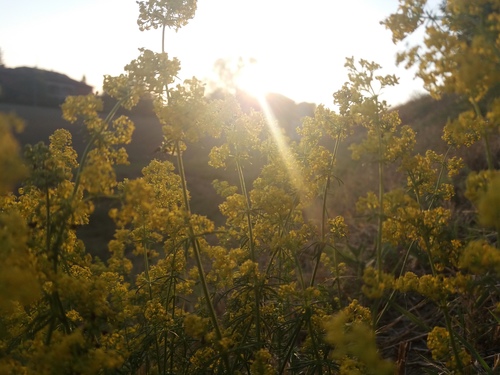 Galium verum (Lady's Bedstraw)