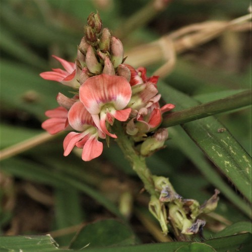 Indigofera (Indigos) (alternate view 6)