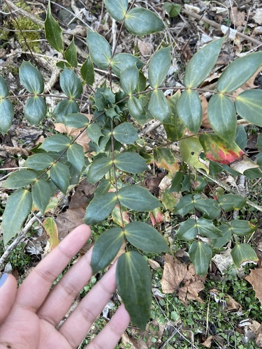 Berberis bealei (leatherleaf mahonia)