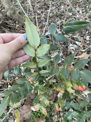 Berberis bealei (leatherleaf mahonia)