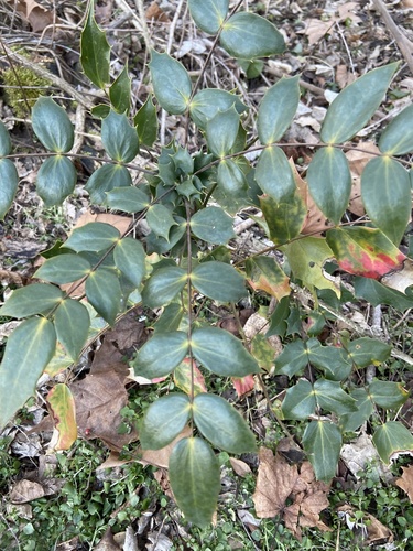 Berberis bealei (leatherleaf mahonia)