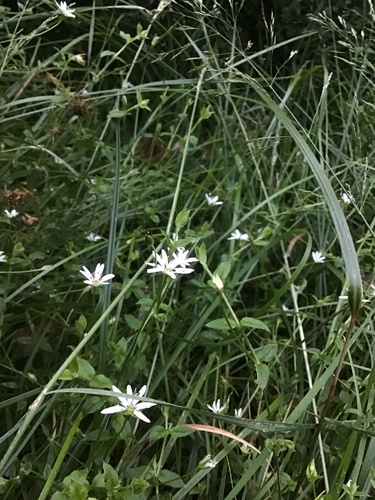 Stellaria flaccida (Forest Starwort) (alternate view 4)