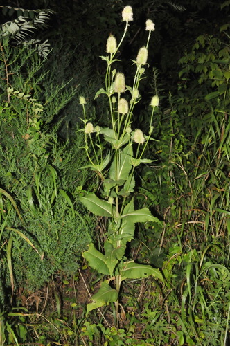 Dipsacus laciniatus (cutleaf teasel)