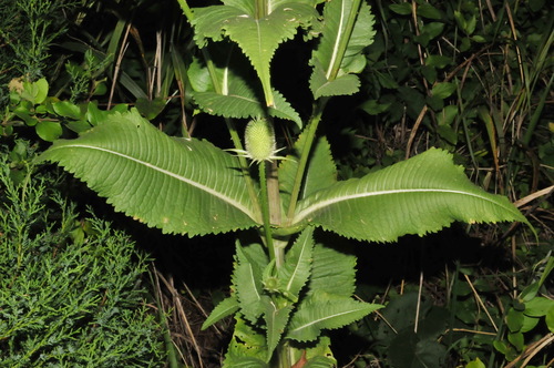 Dipsacus laciniatus (cutleaf teasel) (alternate view 2)