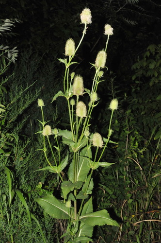 Dipsacus laciniatus (cutleaf teasel) (alternate view 4)