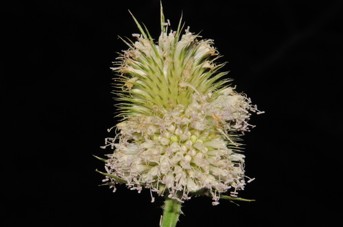 Dipsacus laciniatus (cutleaf teasel) (alternate view 3)