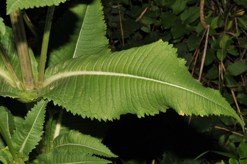 Dipsacus laciniatus (cutleaf teasel) (alternate view 5)