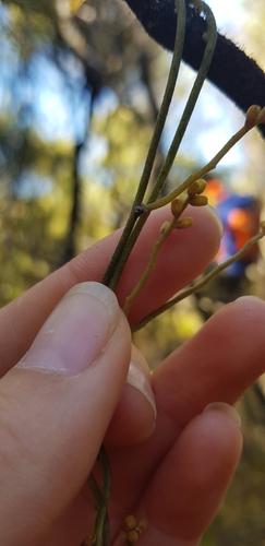 Cassytha pubescens (Downy Dodder-laurel) (alternate view 2)