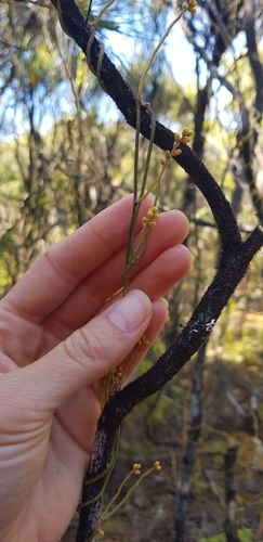 Cassytha pubescens (Downy Dodder-laurel) (alternate view 3)