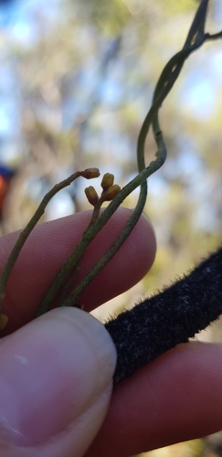 Cassytha pubescens (Downy Dodder-laurel) (alternate view 4)