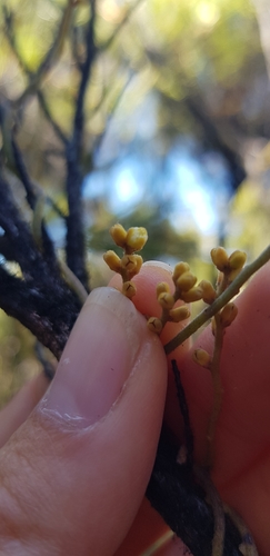 Cassytha pubescens (Downy Dodder-laurel) (alternate view 5)