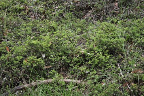 Acrotriche aggregata (Ground Berry) (alternate view 5)