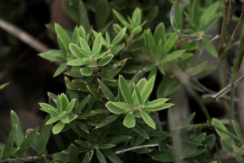Acrotriche aggregata (Ground Berry) (alternate view 6)