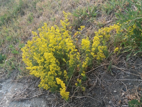 Galium verum (Lady's Bedstraw)