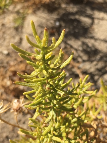 Ericameria linearifolia (narrowleaf goldenbush) (alternate view 2)