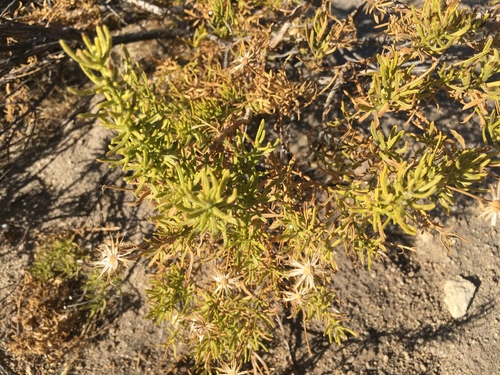 Ericameria linearifolia (narrowleaf goldenbush) (alternate view 3)
