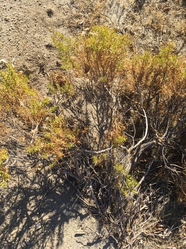 Ericameria linearifolia (narrowleaf goldenbush) (alternate view 4)
