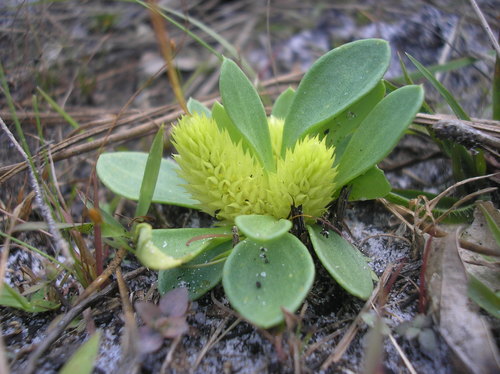 Senega nana (candyroot)