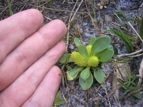 Senega nana (candyroot) (alternate view 2)