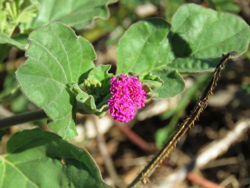 Boerhavia coccinea (scarlet spiderling) (alternate view 5)