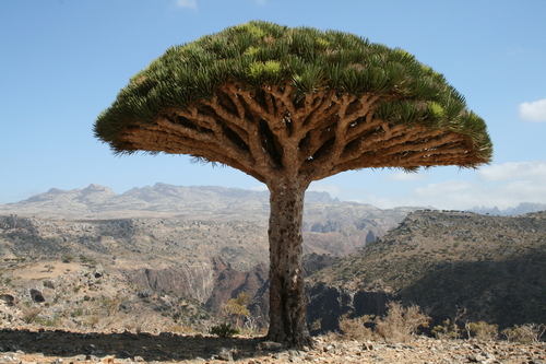 Dracaena (Dragon Trees) (alternate view 4)