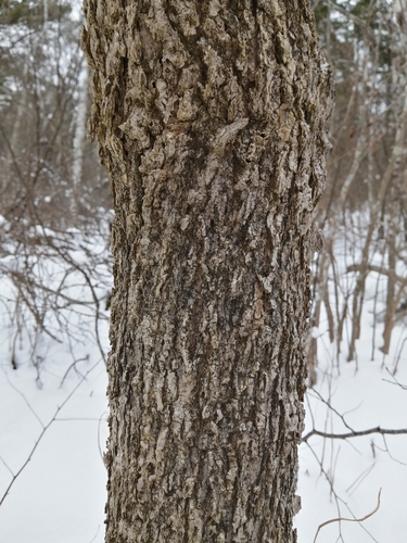 Fraxinus nigra (black ash) (alternate view 5)