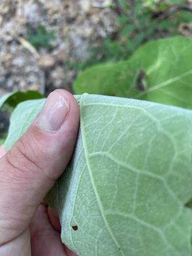 Populus grandidentata (bigtooth aspen) (alternate view 5)