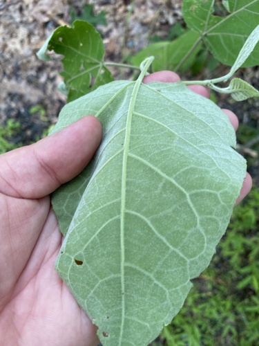Populus grandidentata (bigtooth aspen) (alternate view 6)