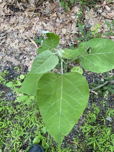 Populus grandidentata (bigtooth aspen) (alternate view 4)