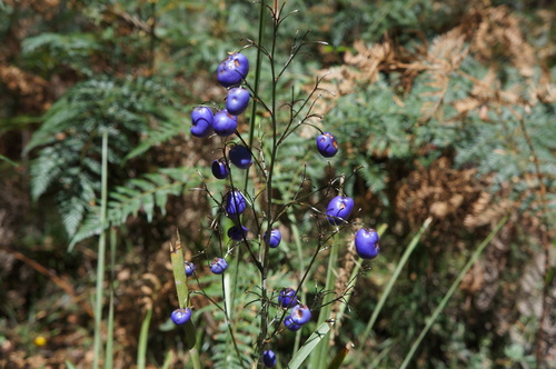 Dianella tasmanica (alternate view 10)