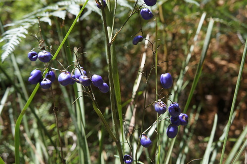 Dianella tasmanica (alternate view 11)