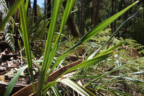 Dianella tasmanica (alternate view 12)