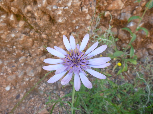 Tragopogon porrifolius (purple salsify)