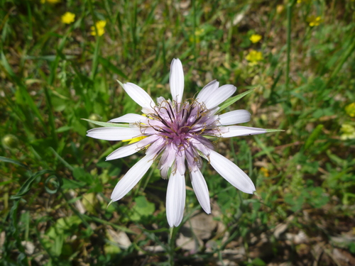 Tragopogon porrifolius (purple salsify)
