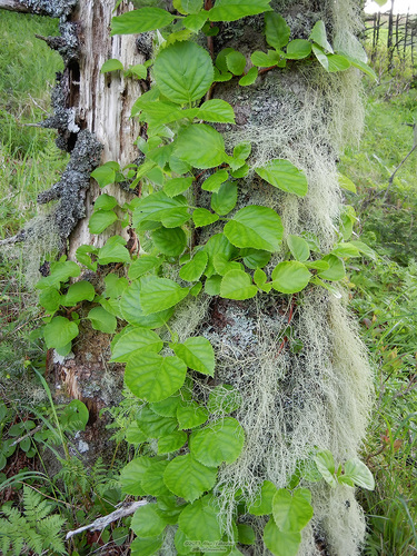 Hydrangea petiolaris (climbing hydrangea) (alternate view 3)
