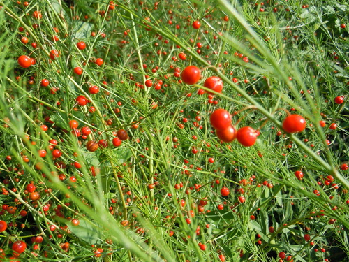 Asparagus officinalis (wild asparagus)