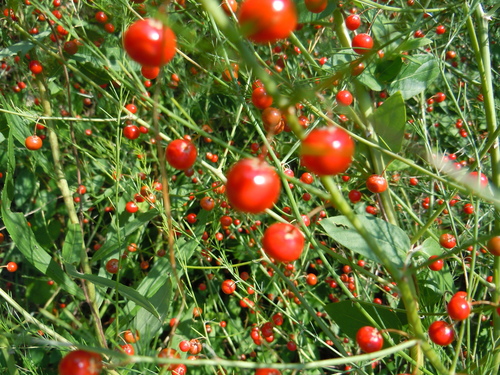 Asparagus officinalis (wild asparagus)